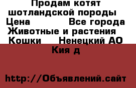 Продам котят шотландской породы › Цена ­ 2 000 - Все города Животные и растения » Кошки   . Ненецкий АО,Кия д.